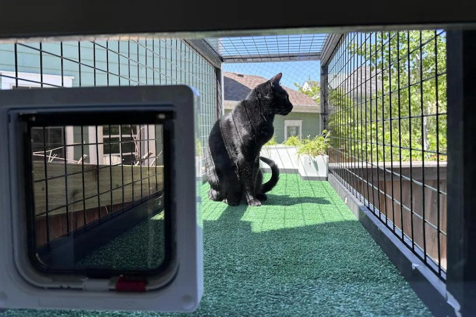 Catios & Cat Window Inserts | Safe Outdoor Access with Cat Flap Fever