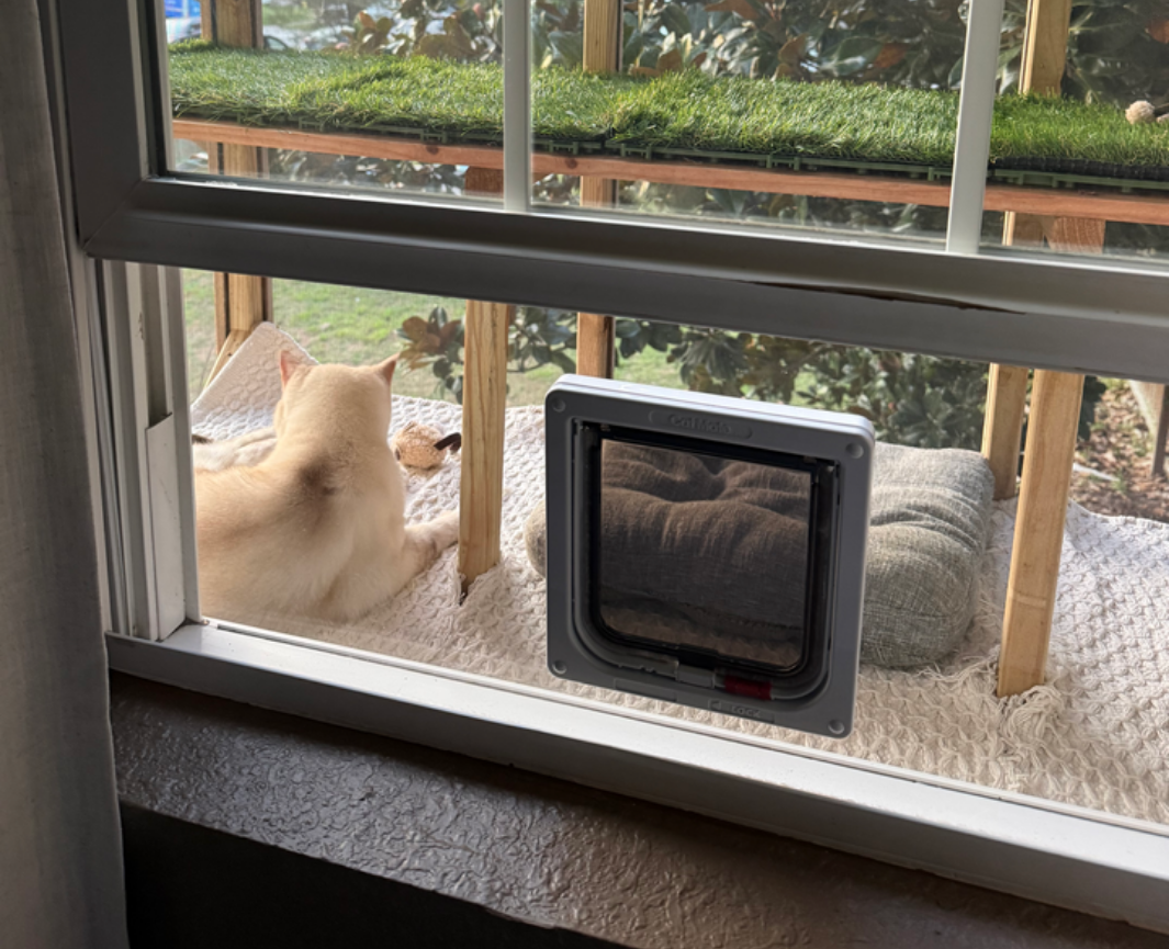 From Stray to Family | Safe Custom Cat Window Inserts – Cat Flap Fever ...