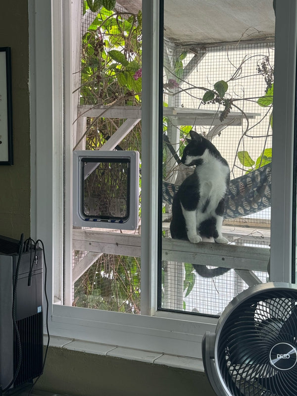 Cat beside catio insert
