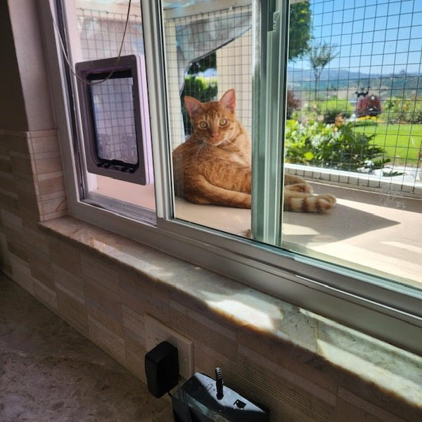 Cat with window insert